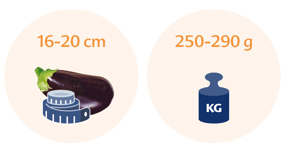 Two circles with text and illustrations. The left circle has text indicating a height range of 16-20 cm and an illustration of an eggplant. The right circle has text indicating a weight range of 250-290 g and an illustration of a weighing scale.