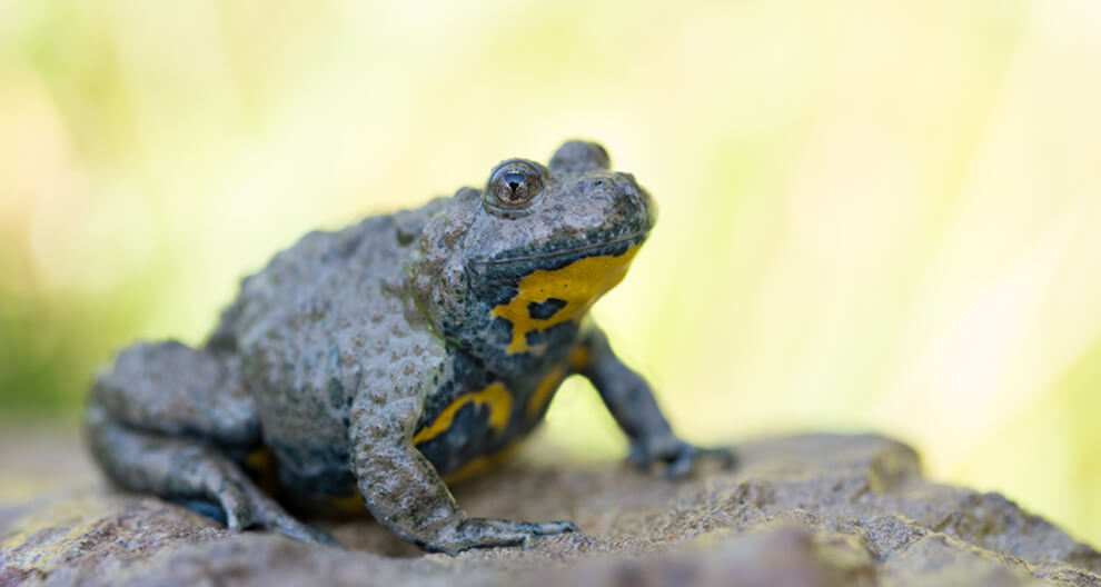 A frog with a textured, mottled skin pattern of gray and yellow is perched on a rock, with a blurred green background suggesting a natural habitat.